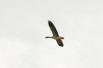 Solitary Wild Goose Flying Across the Clear Sky