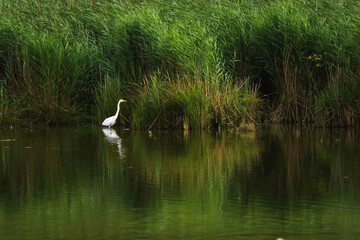 White Great Heron Standing in Lake Surrounded by Forest