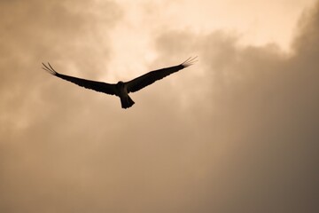 Eagle in flight