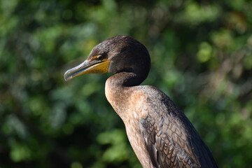Cormorant in the sun
