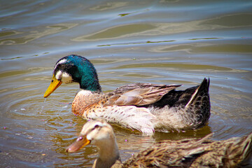 Coloridos patos en el lago