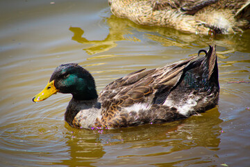 Coloridos patos en el lago