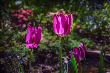 Lilac tulips blooming in the garden illuminated by the sun.