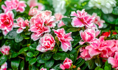 Pink azalea on a green natural background
