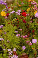 Obraz premium flowers