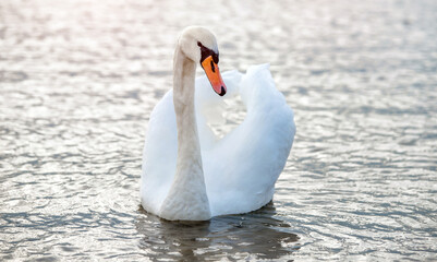 Swan swim in the lake