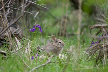 Baby bunny sitting in a field with flowers. 
