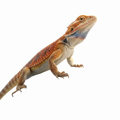 Naklejka premium Bearded Dragon Lizard Closeup with Orange and Brown Scales on Transparent Background for Pet and Wildlife Use