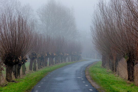 Winter countryside landscape, Row of pollarded willow trees along walkway side with mist and foggy in morning, Small paved road with green grass field and leafless tree trunks, Utrecht, Netherlands.