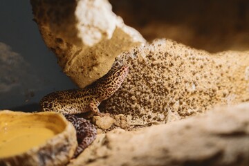 Leopard Gecko Hiding Behind Rocks in its Terrarium