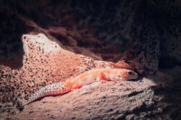 Leopard Gecko Lying in Its Cave