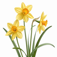 Naklejka premium Bright Yellow Daffodil Flowers with Orange Centers and Green Leaves on Transparent Background