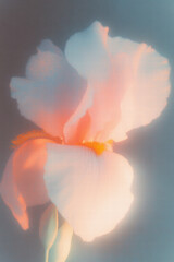 Fototapeta premium Dreamy White Iris Flower with Soft Pastel Lighting.