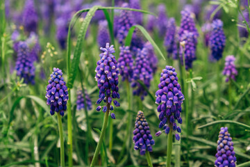 Fototapeta premium Beautiful purple muscari flowers in full bloom, close-up view. Floral springtime texture for background.