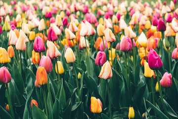 Beautiful meadow with colorful tulip flowers in full bloom. Spring floral texture for background.