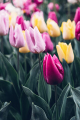 Close-up view of beautiful fresh colorful tulip flowers in full bloom. Natural floral texture for background.