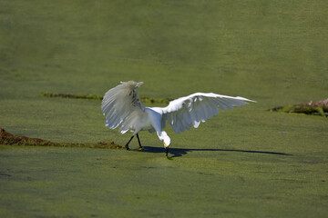 Snowy Egret delicately dips beak through green algae on water at Huntington Beach Central Park in California, USA