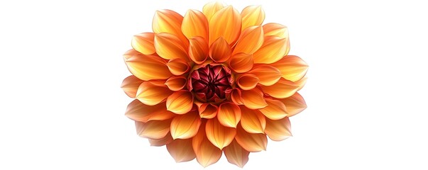 Orange Dahlia flower with layered petals, top view, isolated on a white background.