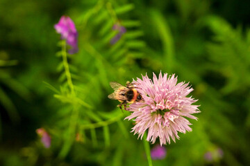 Bee foraging on pink chive blossom