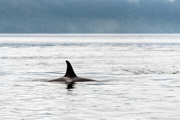 Killer Whale (Orcinus orca) fin, Telegraph Cove, Vancouver Island, Canada.