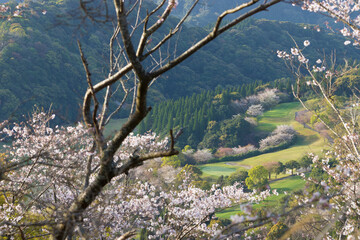 花立公園の桜（宮崎県日南市）