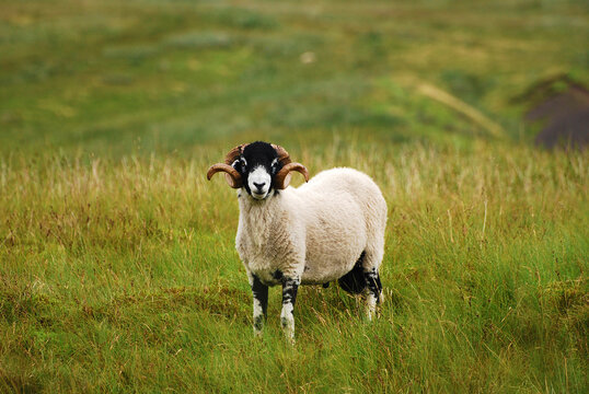 Swaledale Ram