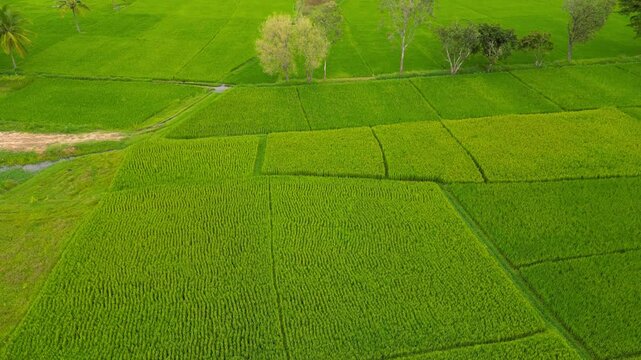 Aerial view of paddy fields In rural India near Mysore city, Karnataka in South india