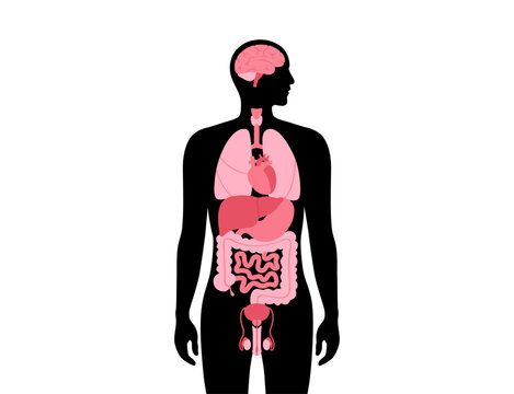 human body organs pink black silhouette clip art preview