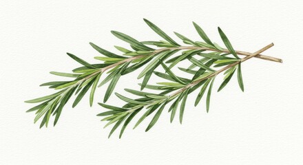 Fototapeta premium Watercolor rosemary branch on white background
