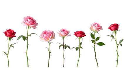 Obraz premium rose flower stems, with green leaves, are arranged on transparent background