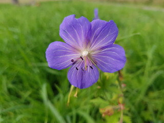 purple flower in the garden