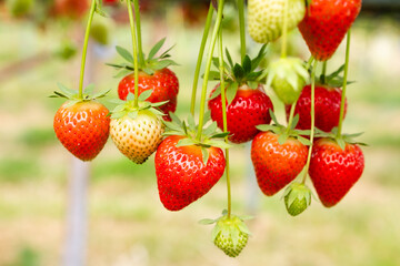 Ripe strawberries hanging from a plant.