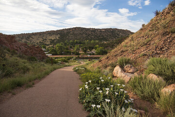 Sacred Datura flower mound along a walking trail in the mountains