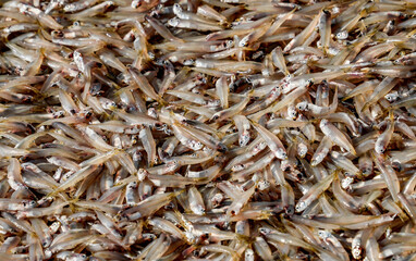 Fresh fish in street market. Fresh raw of fish in the market of Negombo, Sri Lanka, Asia	