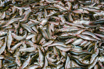 Fototapeta premium Fresh fish in street market. Fresh raw of fish in the market of Negombo, Sri Lanka, Asia 