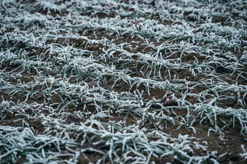 Frosty grass and fields in winter background, fields covered with hoarfrost, Frost on plants in the field