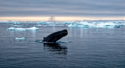 Fototapeta premium A sperm whale emerging on the water surface in an arctic ocean