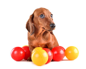 Adorable brown dachshund puppy