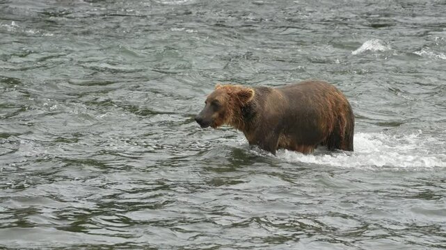 Brown Bear diving for Sockeye Salmon at Brooks Falls in Katmai National Park Alaska - Slow Motion
