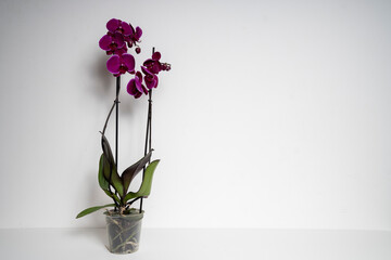 Purple Orchid isolated on white background