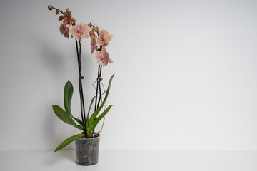 Natural peach colored butterfly orchid flower isolated on white background © Varga_photography