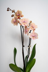 Natural peach colored butterfly orchid flower isolated on white background