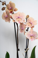 Natural peach colored butterfly orchid flower isolated on white background