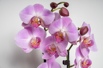 Pink Butterfly Orchid orchid flower isolated on white background