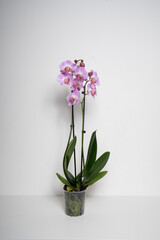 Pink Butterfly Orchid orchid flower isolated on white background