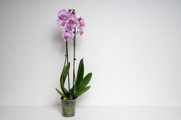 Pink Butterfly Orchid orchid flower isolated on white background © Varga_photography