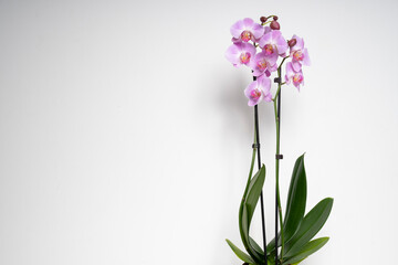 Pink Butterfly Orchid orchid flower isolated on white background © Varga_photography