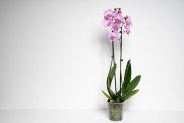 Pink Butterfly Orchid orchid flower isolated on white background © Varga_photography