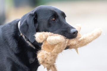 Close up of a cute black Labrador with a cuddly toy