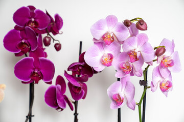Fototapeta premium orchid flower isolated on white background